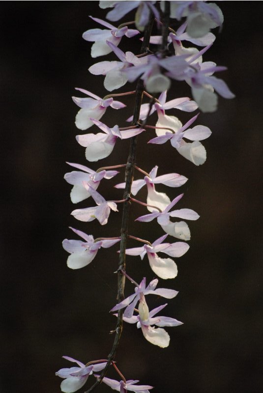 Dendrobium cucullatum
