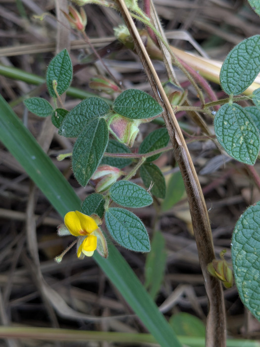 Cajanus scarabaeoides