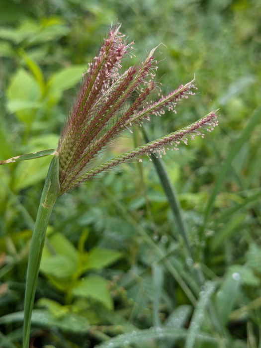 Chloris barbata