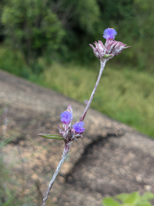 Cyanotis arachnoidea