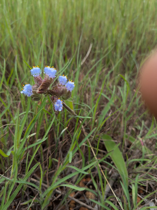 Cyanotis adscendens