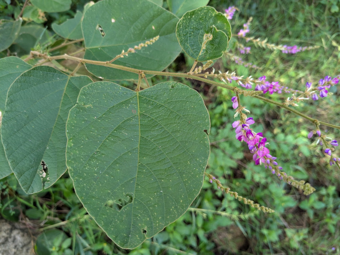 Desmodium velutinum