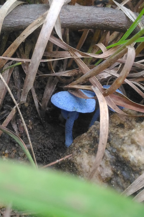 Entoloma