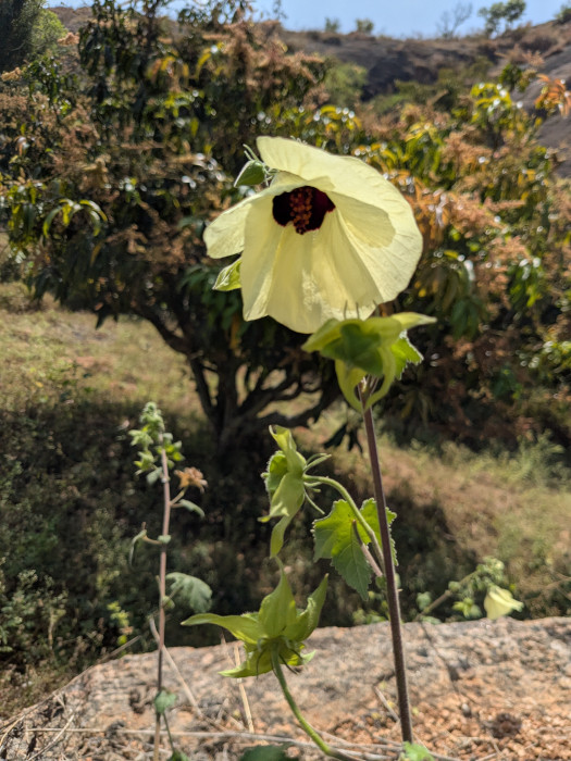 Hibiscus vitifolius