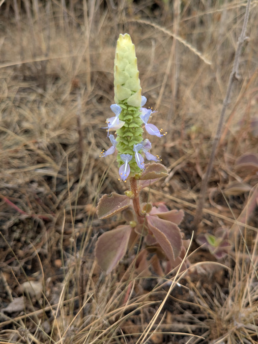 Plectranthus caninus