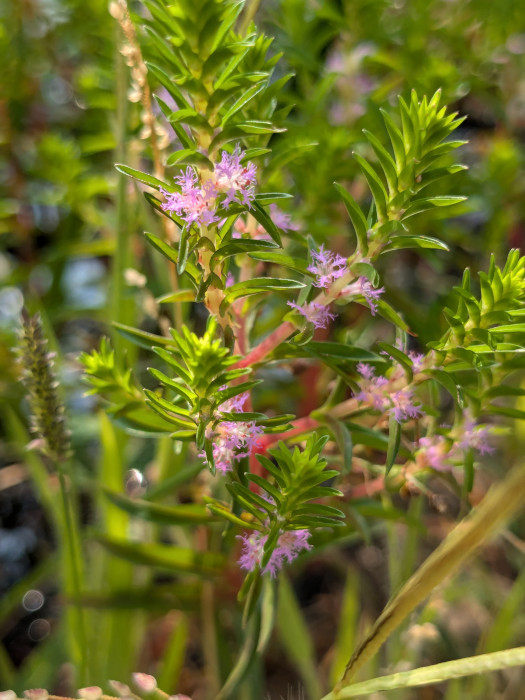 Rotala fimbriata