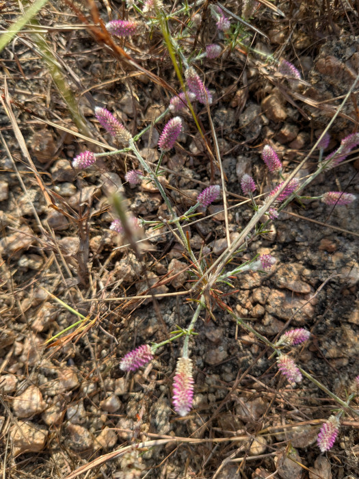 Trichuriella monsoniae